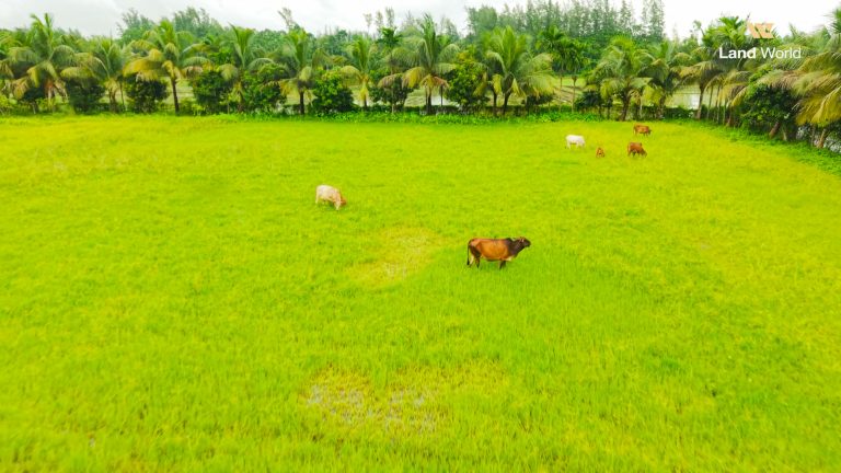 Land World project photograph