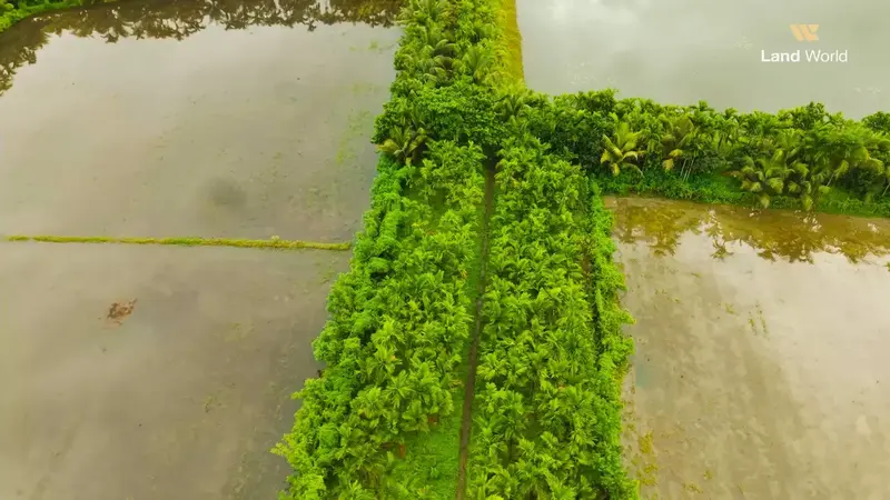 Coconut-tree-lined internal road at Land World Agro Resort